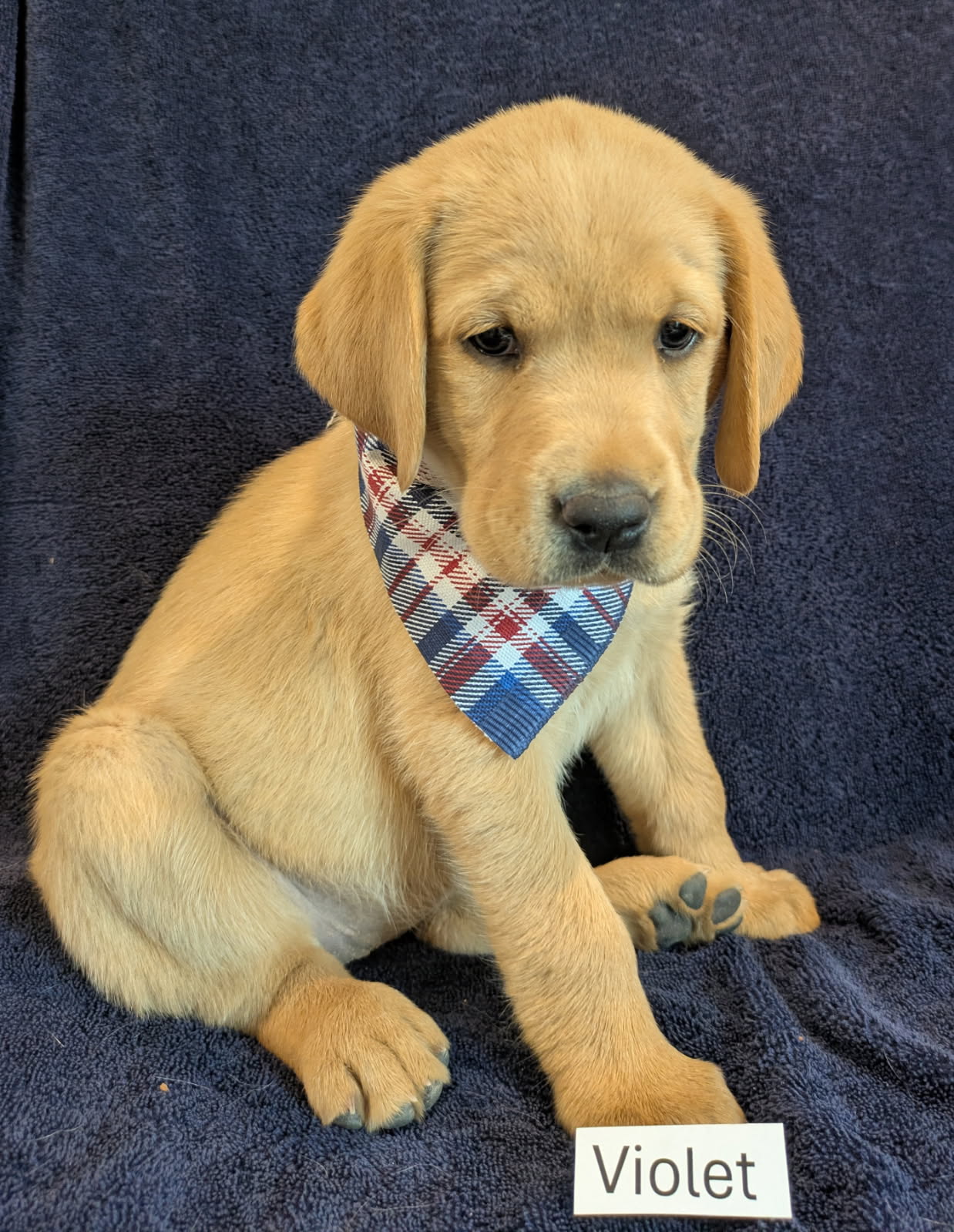 Violet - Female Labrador puppy
