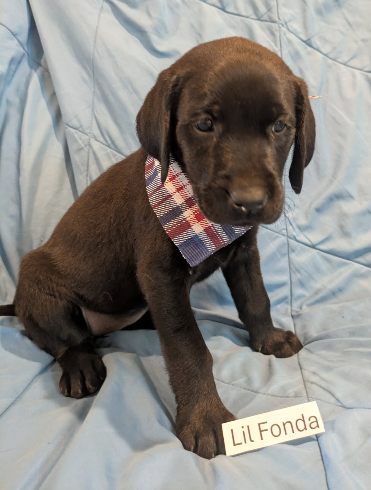 Lil Fonda - Female Labrador puppy