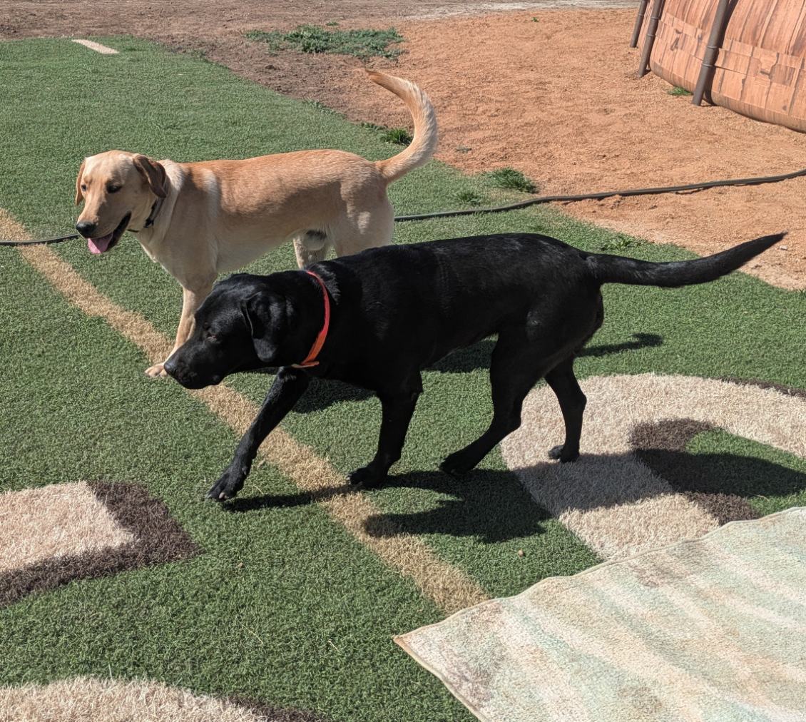 Fonda and Maverick together