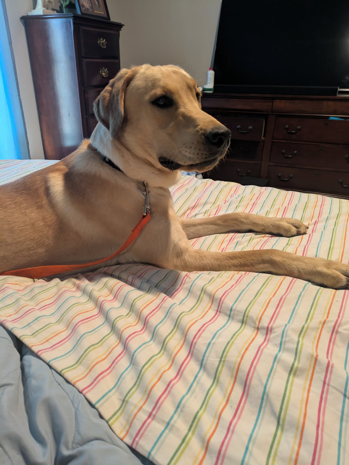 Maverick, yellow Labrador sire (father)