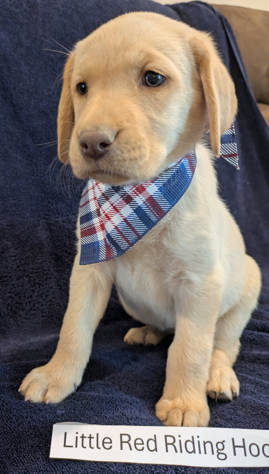 Little Red Riding Hood - Female Labrador puppy