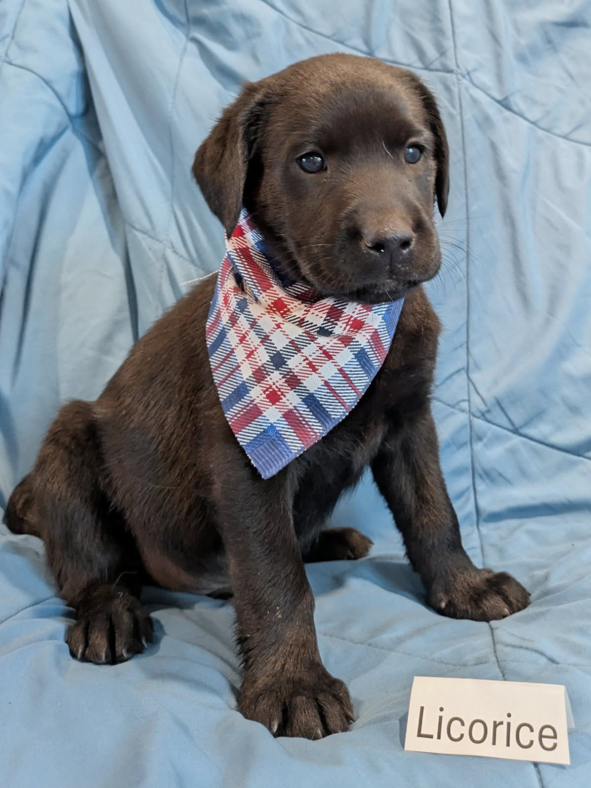 Licorice - Male Labrador puppy