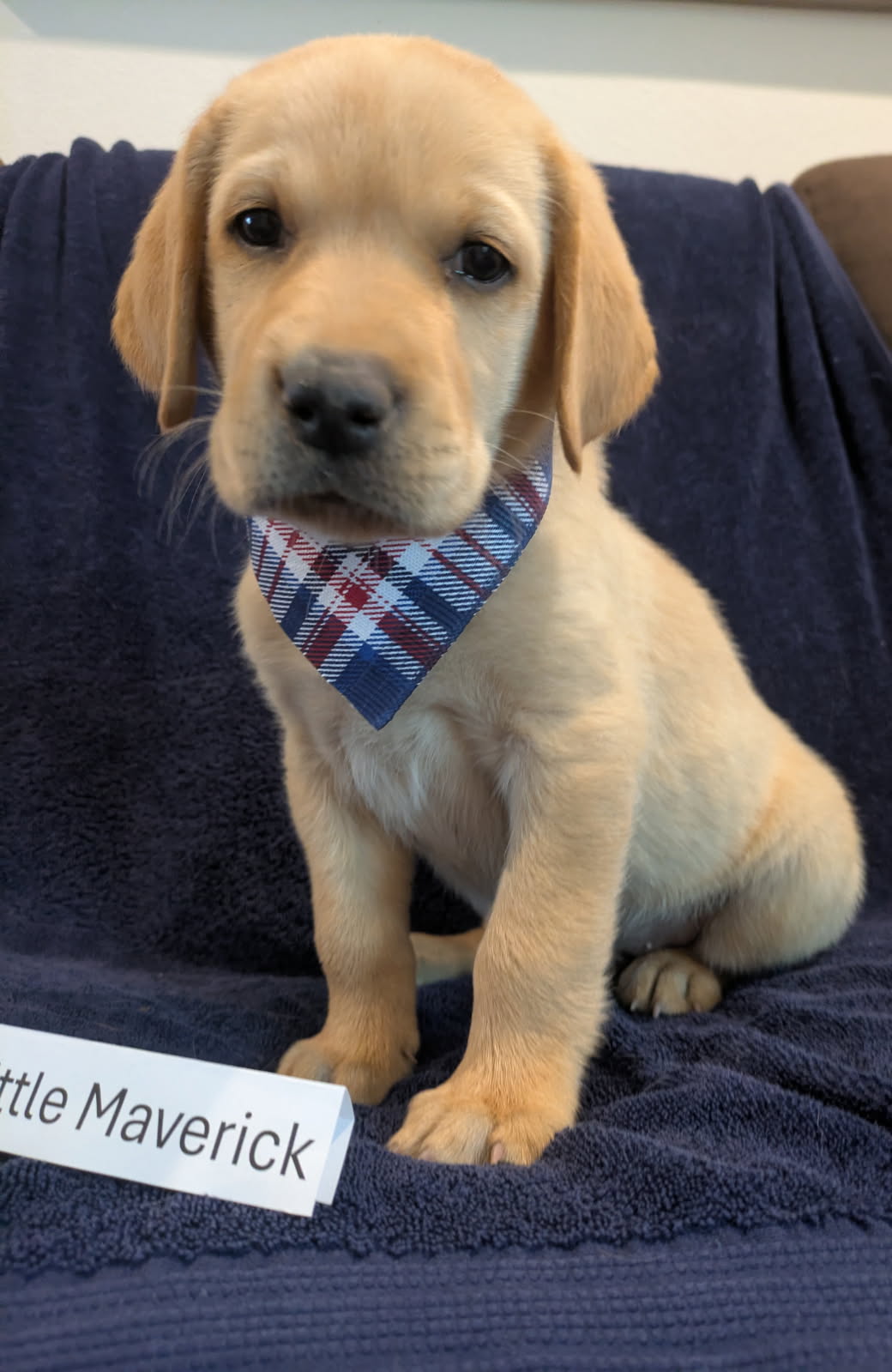 Little Maverick - Male Labrador puppy