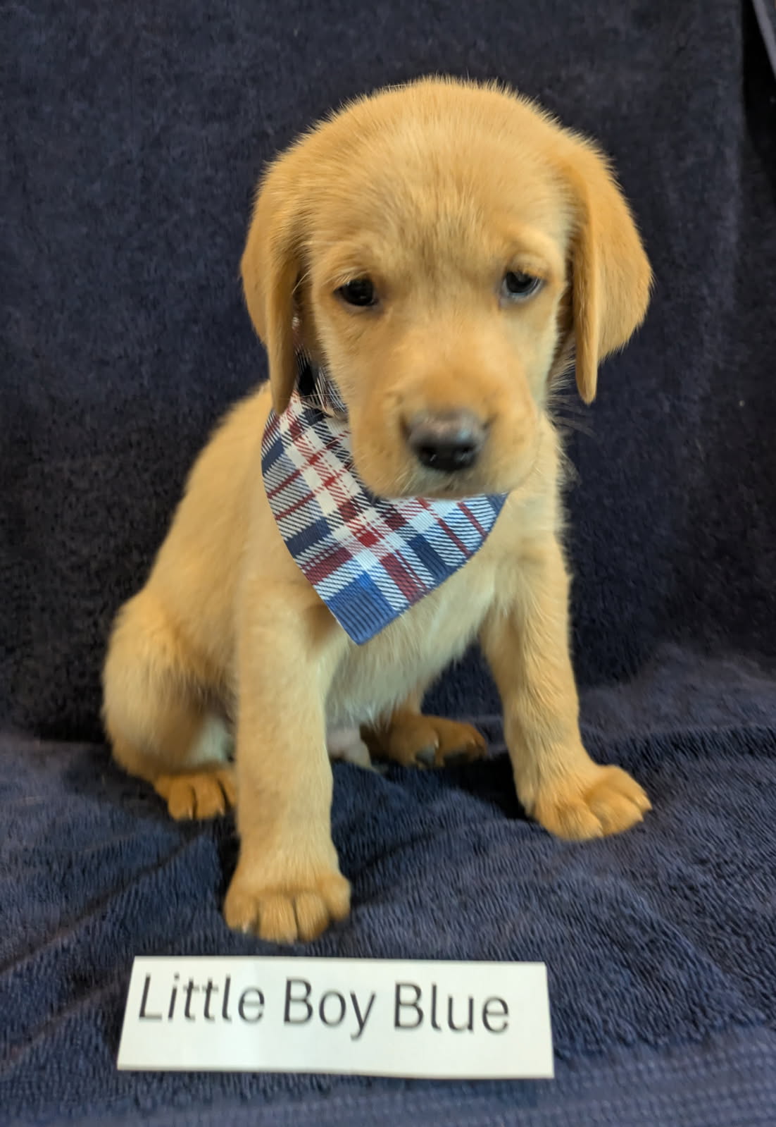 Little Boy Blue - Male Labrador puppy